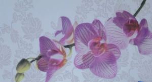 orchidea