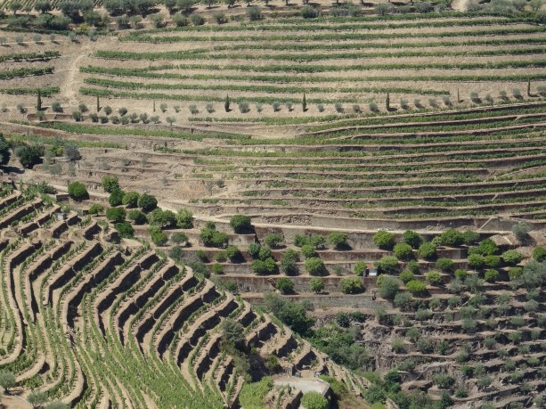 20 - Vigneti nellla regione del Douro DSC00713